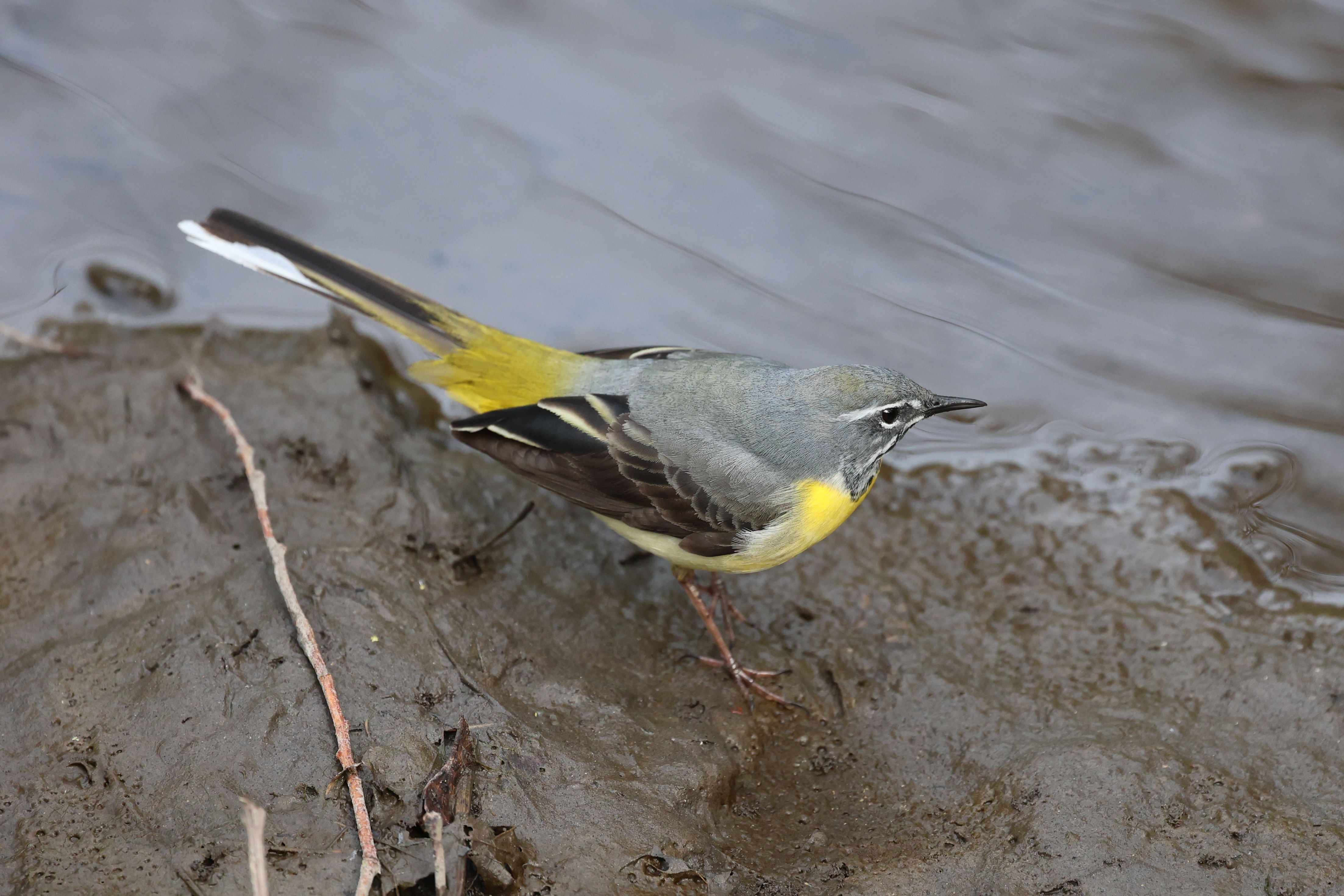 A grey wagtail (Motacilla cinerea) on a muddy riverbank in England.