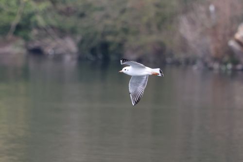 Free A graceful seagull glides over calm water in a tranquil outdoor setting in England. Stock Photo