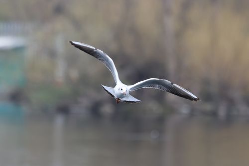 Free Close-up of a seagull mid-flight over rippling water, capturing grace and freedom. Stock Photo