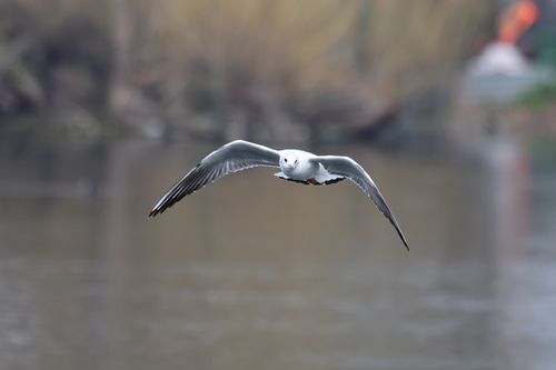Free A seagull gracefully flying over a calm lake in England, captured in motion. Stock Photo