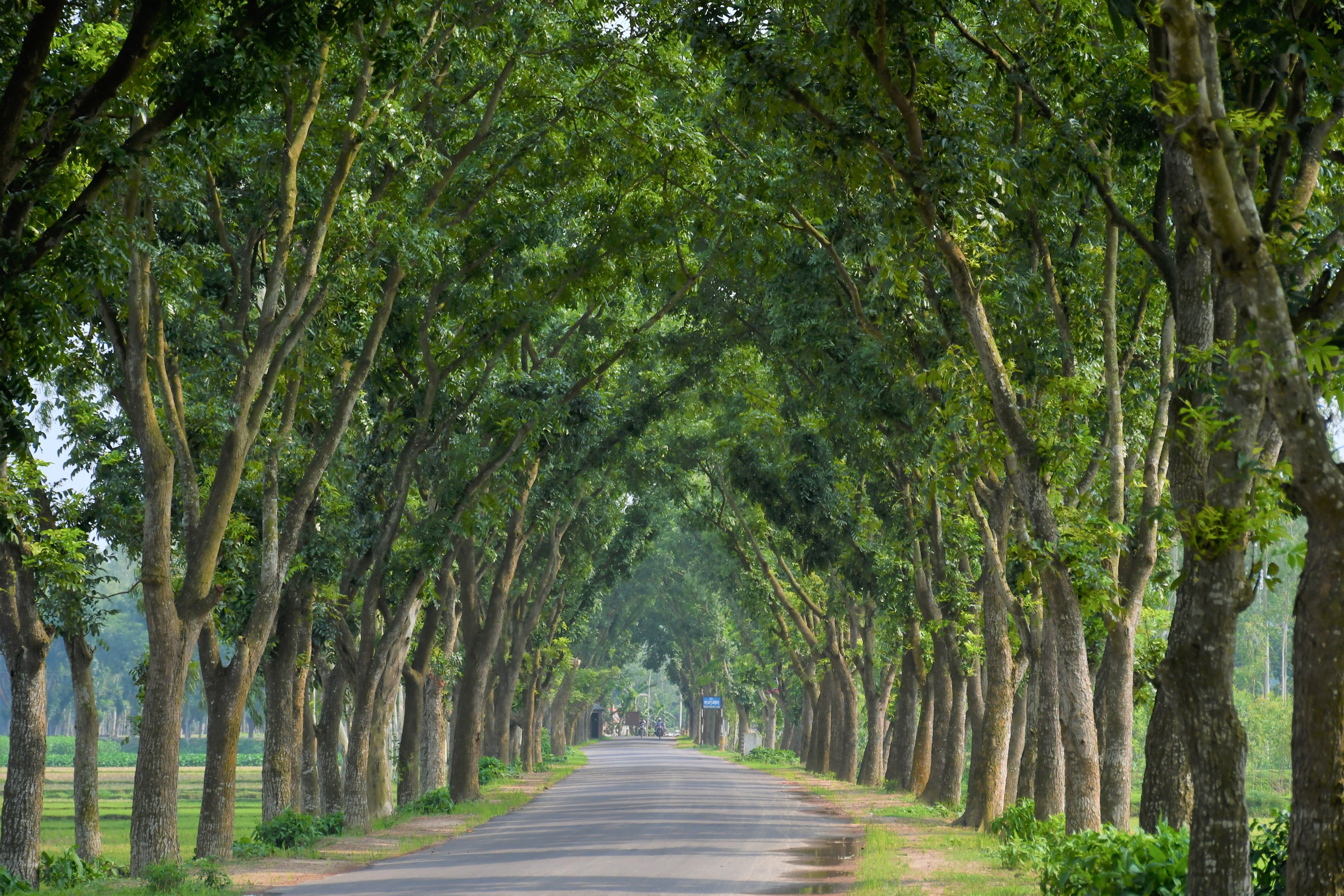 Scenic Tree-Lined Road in Lush Greenery · Free Stock Photo