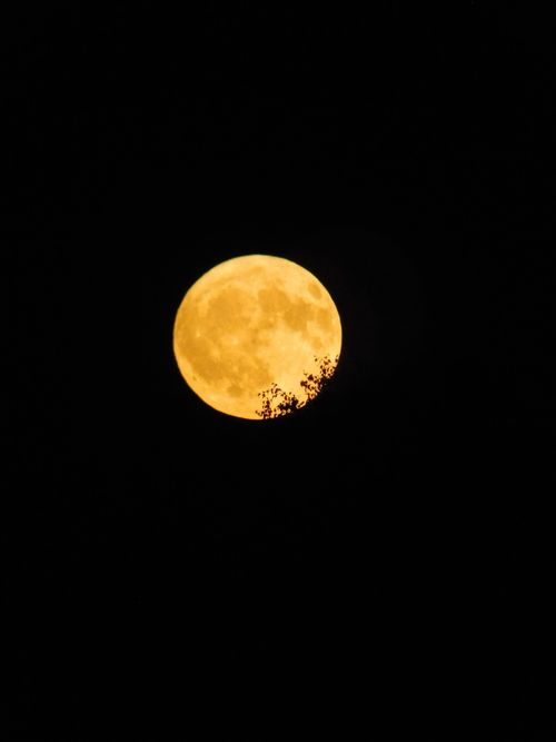Free A vibrant full moon in the night sky with silhouetted tree branches adds dramatic contrast. Stock Photo