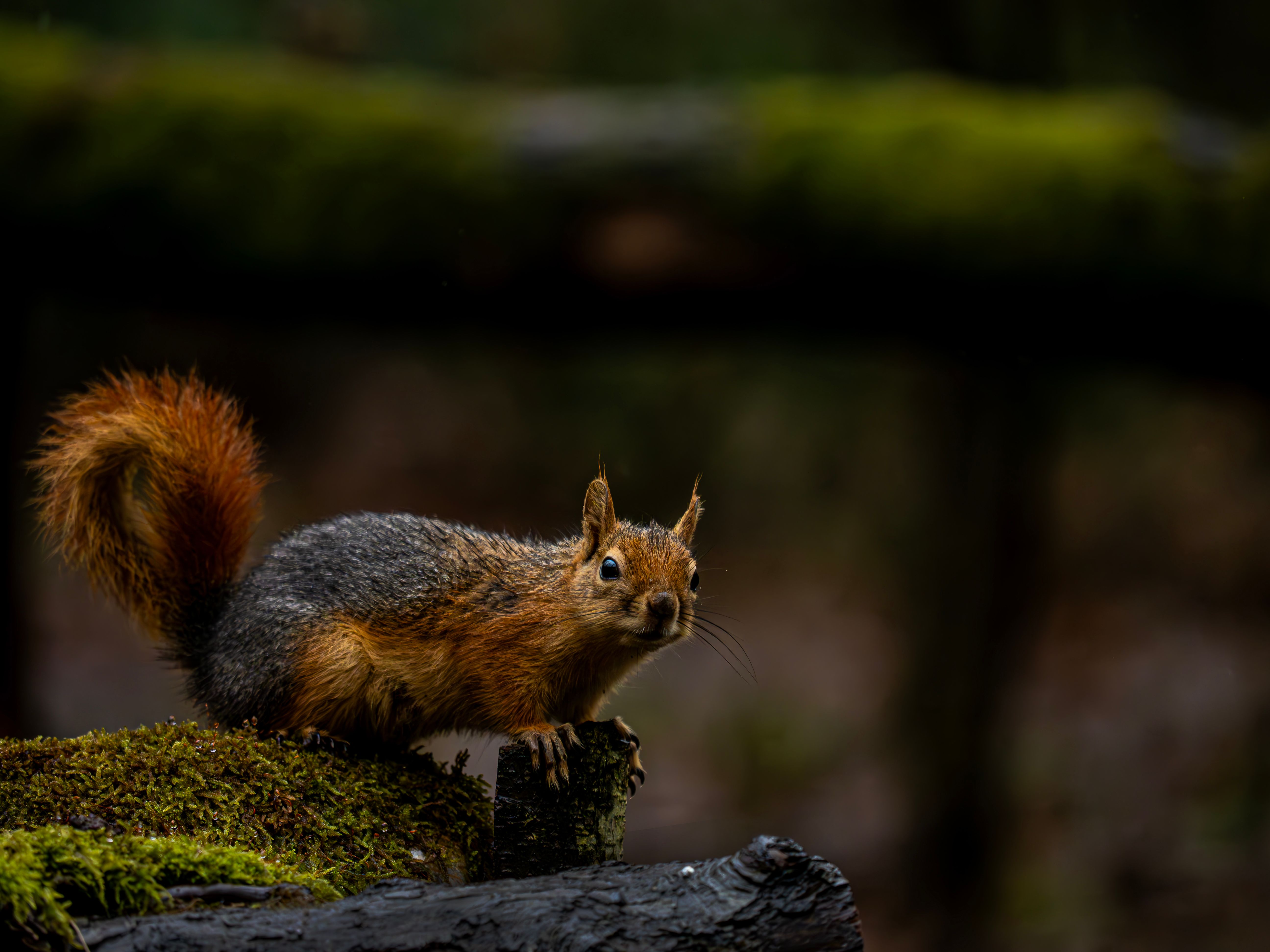 Close-up of Squirrel on Mossy Log in Forest · Free Stock Photo