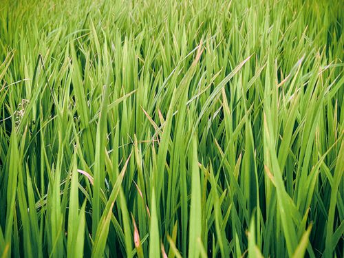 Free A vibrant close-up of lush green grass captured in natural daylight, perfect for nature themes. Stock Photo