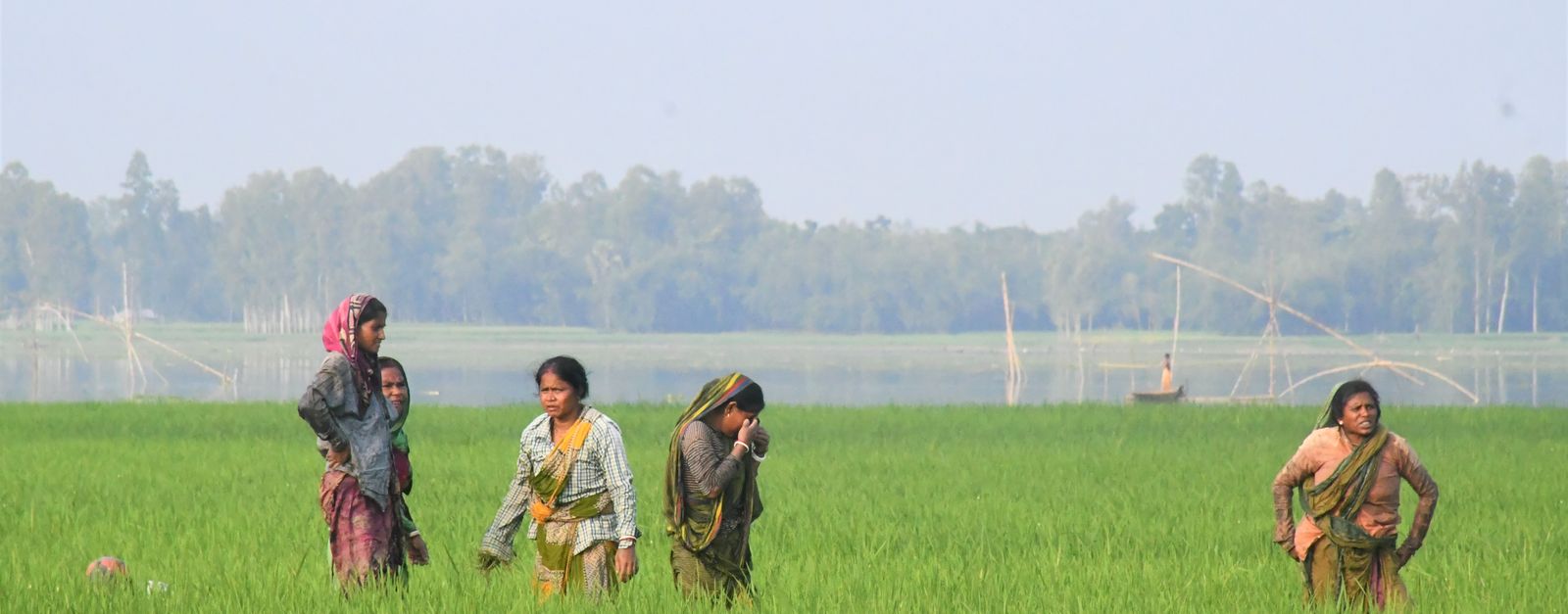 Bangladeshi women working in a lush green rice paddy field, showcasing traditional rural farming.