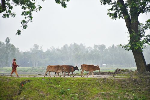 Free A woman herding cattle along a rural path in Rangpur, Bangladesh, showcasing traditional pastoral life. Stock Photo