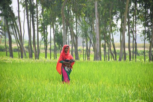 Free A woman in colorful clothing holding a goat, walking through a vibrant green field in rural Bangladesh. Stock Photo
