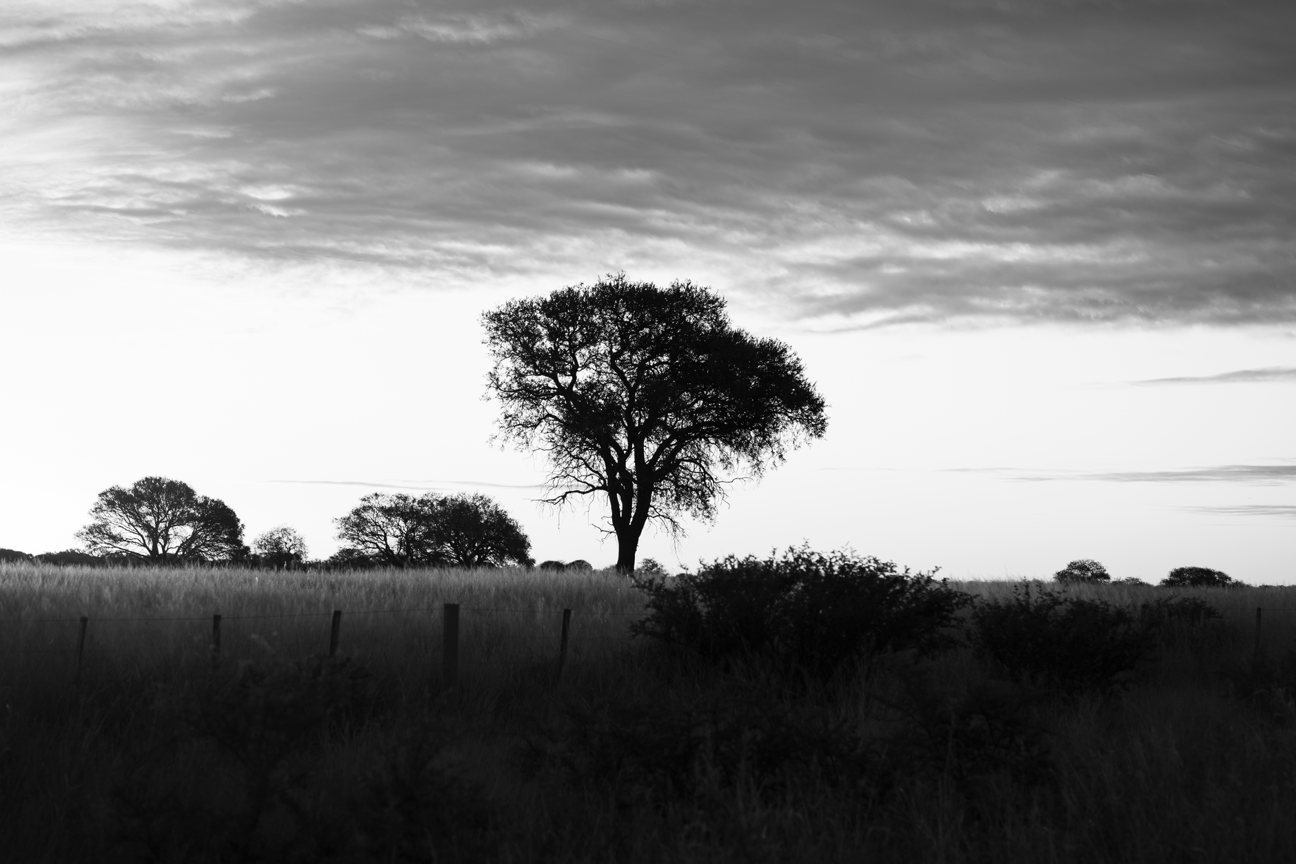 La pampa argentina hasta el horizonte