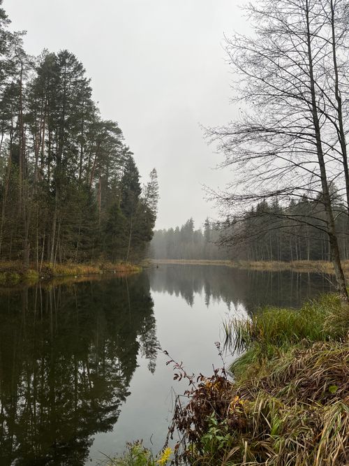 Free A tranquil autumn scene featuring a mirror-like river amid a misty forest with tall trees. Stock Photo
