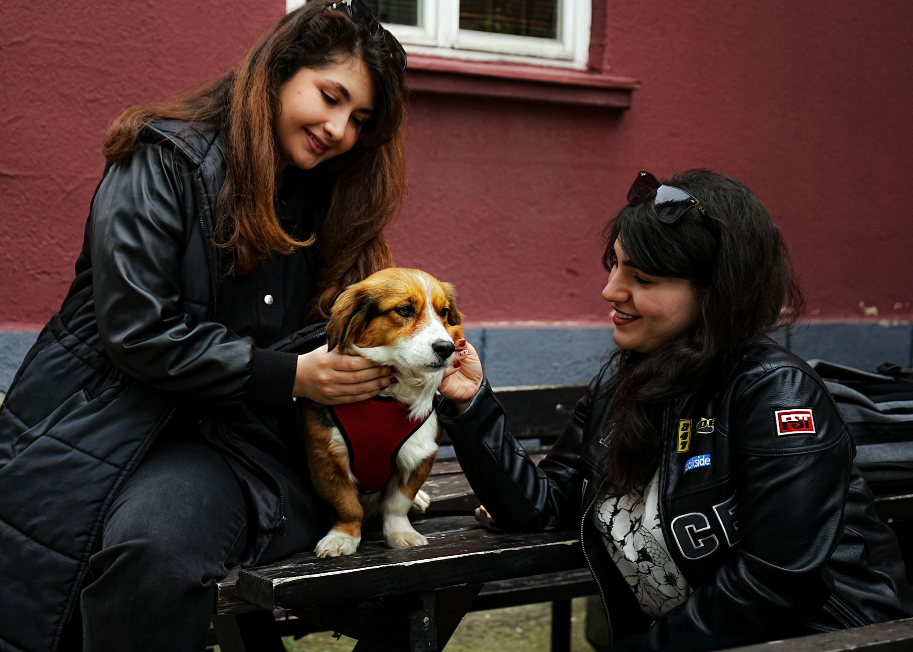A dog undergoing diagnostic blood testing at a veterinary clinic
