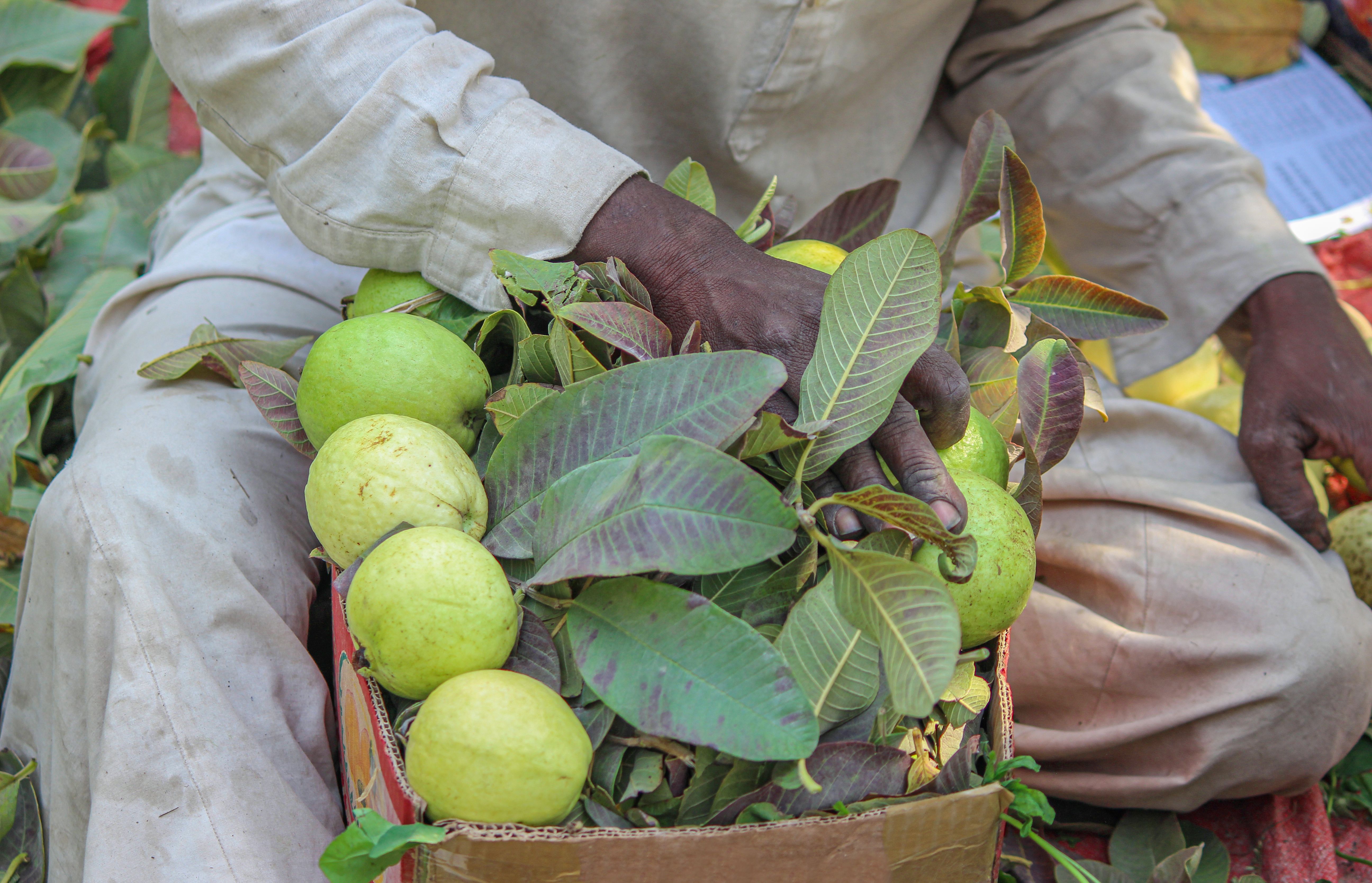 Food Processing (Banana and Guava)
