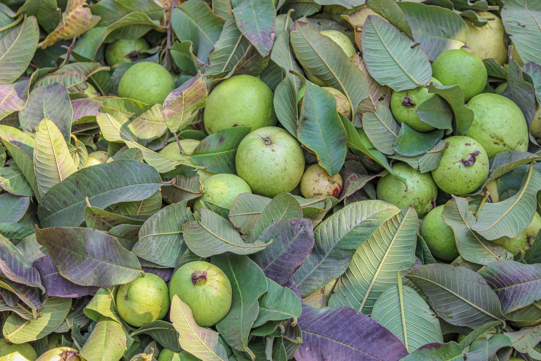 Kandungan Vitamin C dalam Jambu Biji Lebih Tinggi dari Jeruk