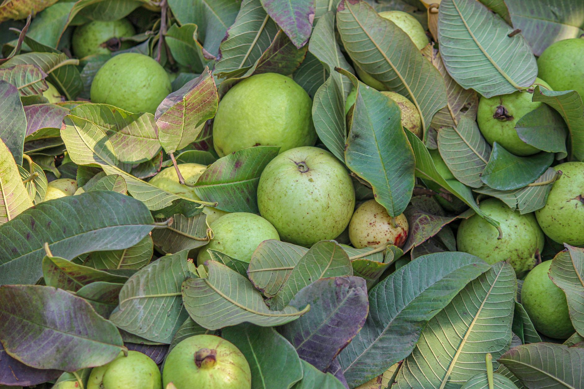 Kandungan Vitamin C dalam Jambu Biji Lebih Tinggi dari Jeruk