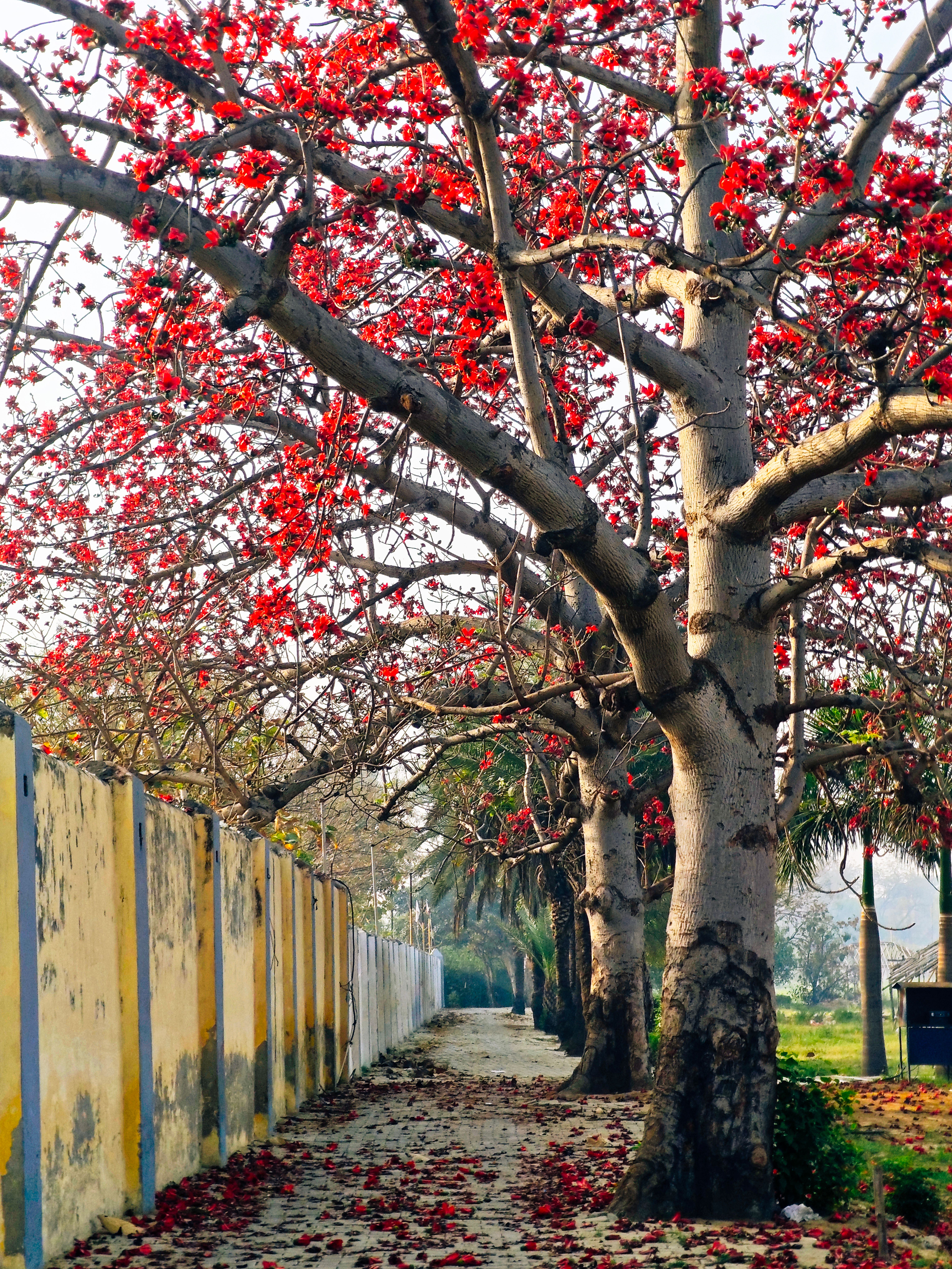 Breathtaking Blossoming Trees in Mathura · Free Stock Photo