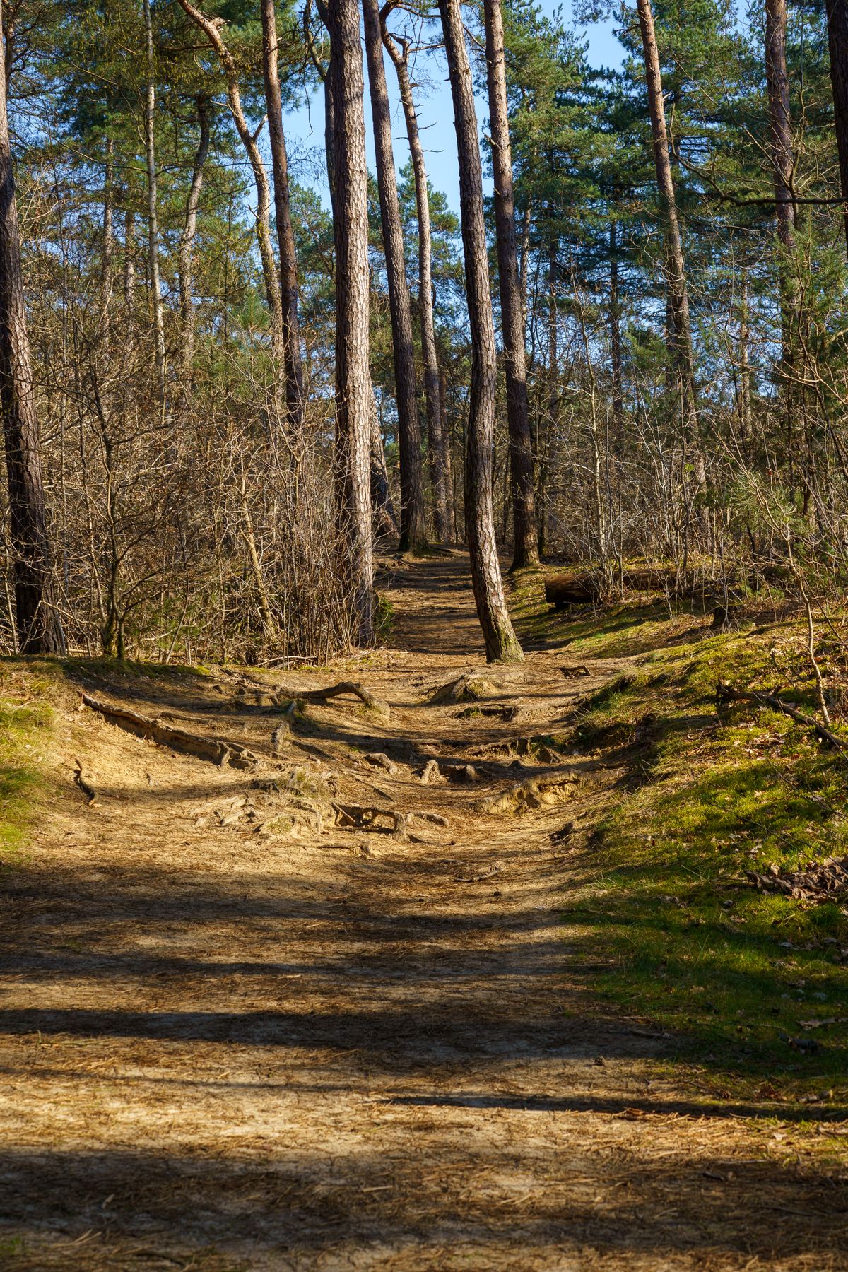 Chemin forestier en Belgique éclairé par la lumière du printemps