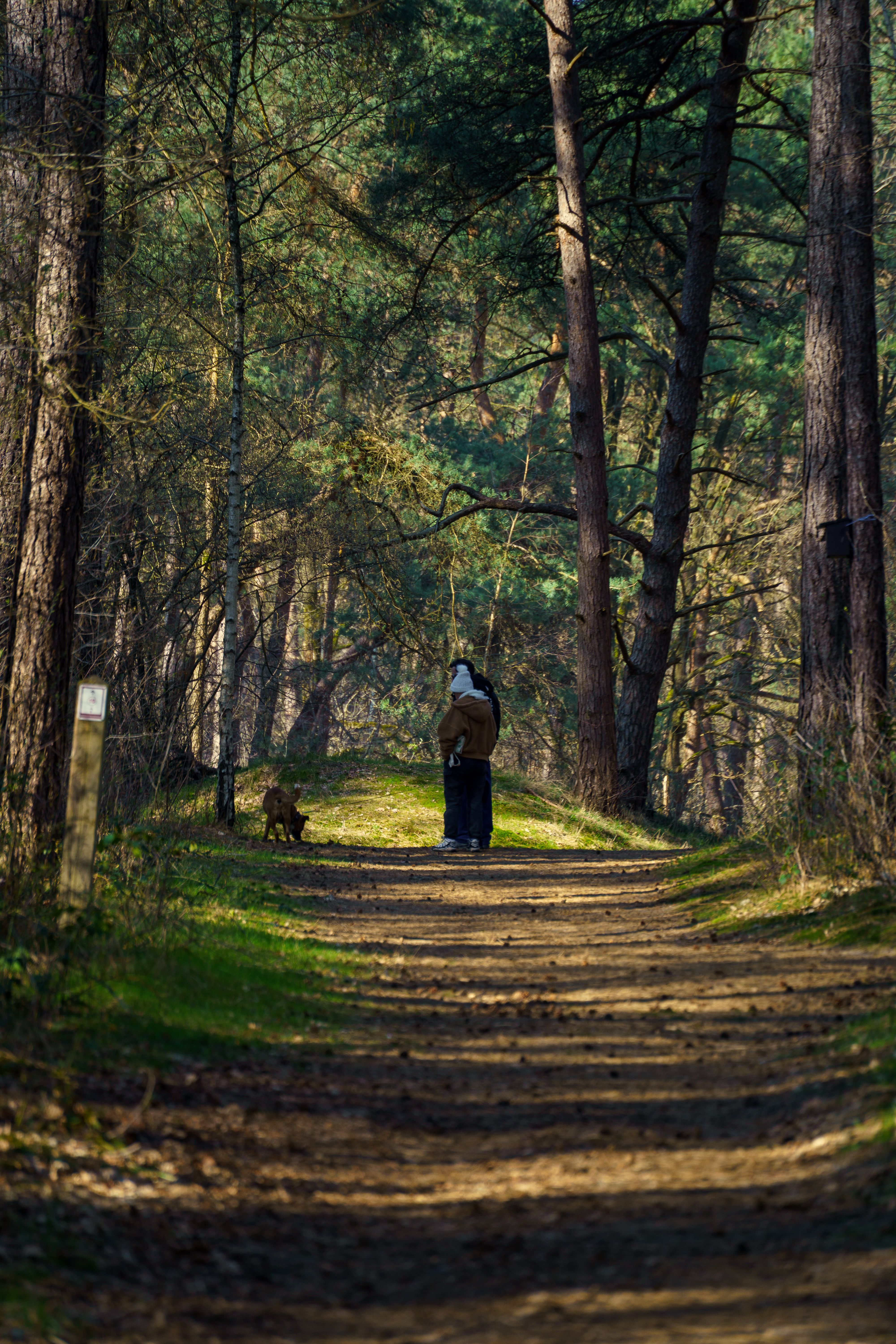 Promeneur accompagné d’un chien sur un chemin boisé en Belgique