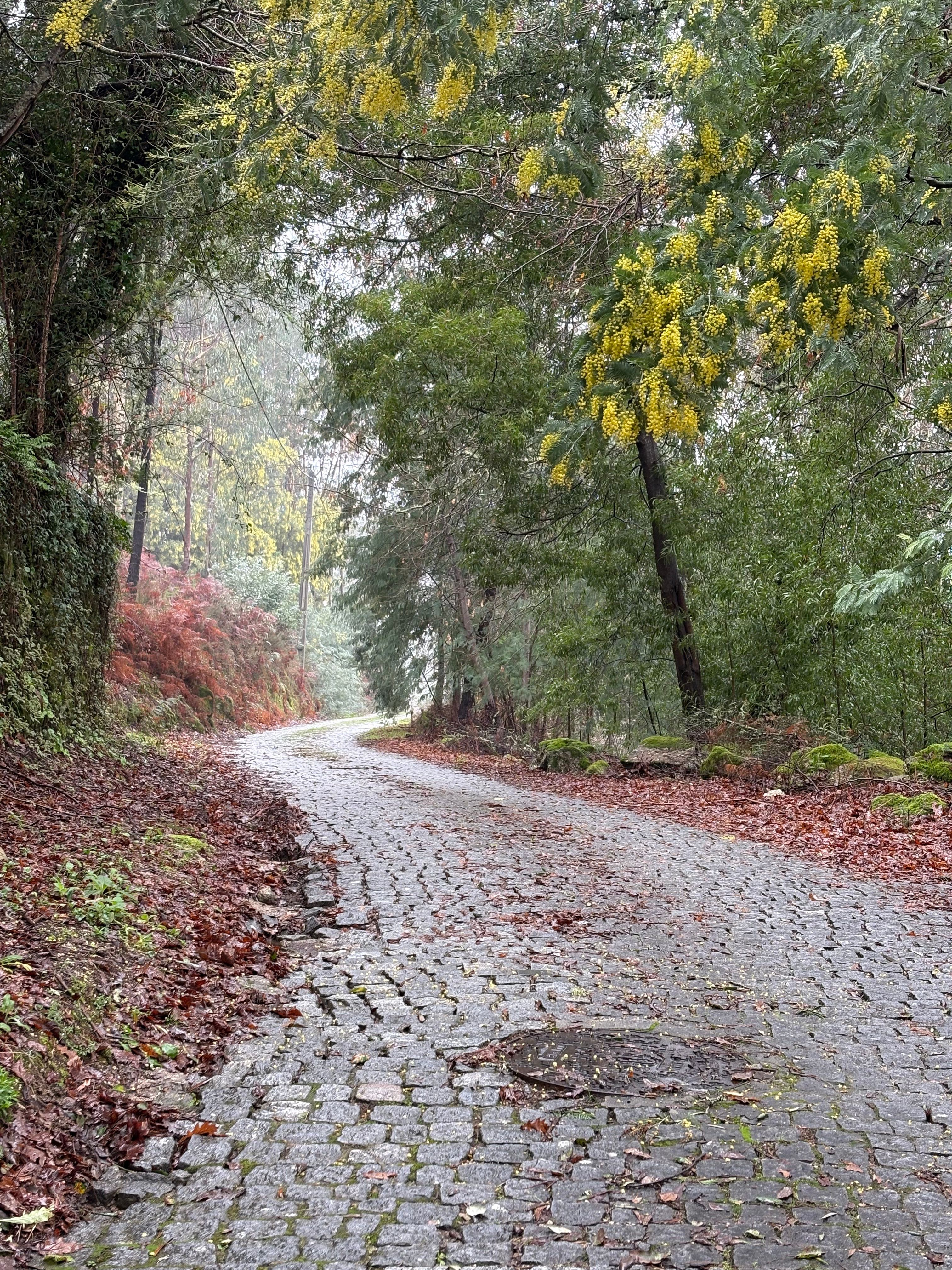 Scenic Cobblestone Path Through Lush Forest · Free Stock Photo