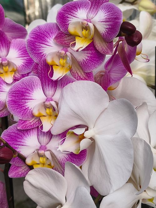 Free Colorful orchids in full bloom showcasing nature's elegance and beauty. Stock Photo