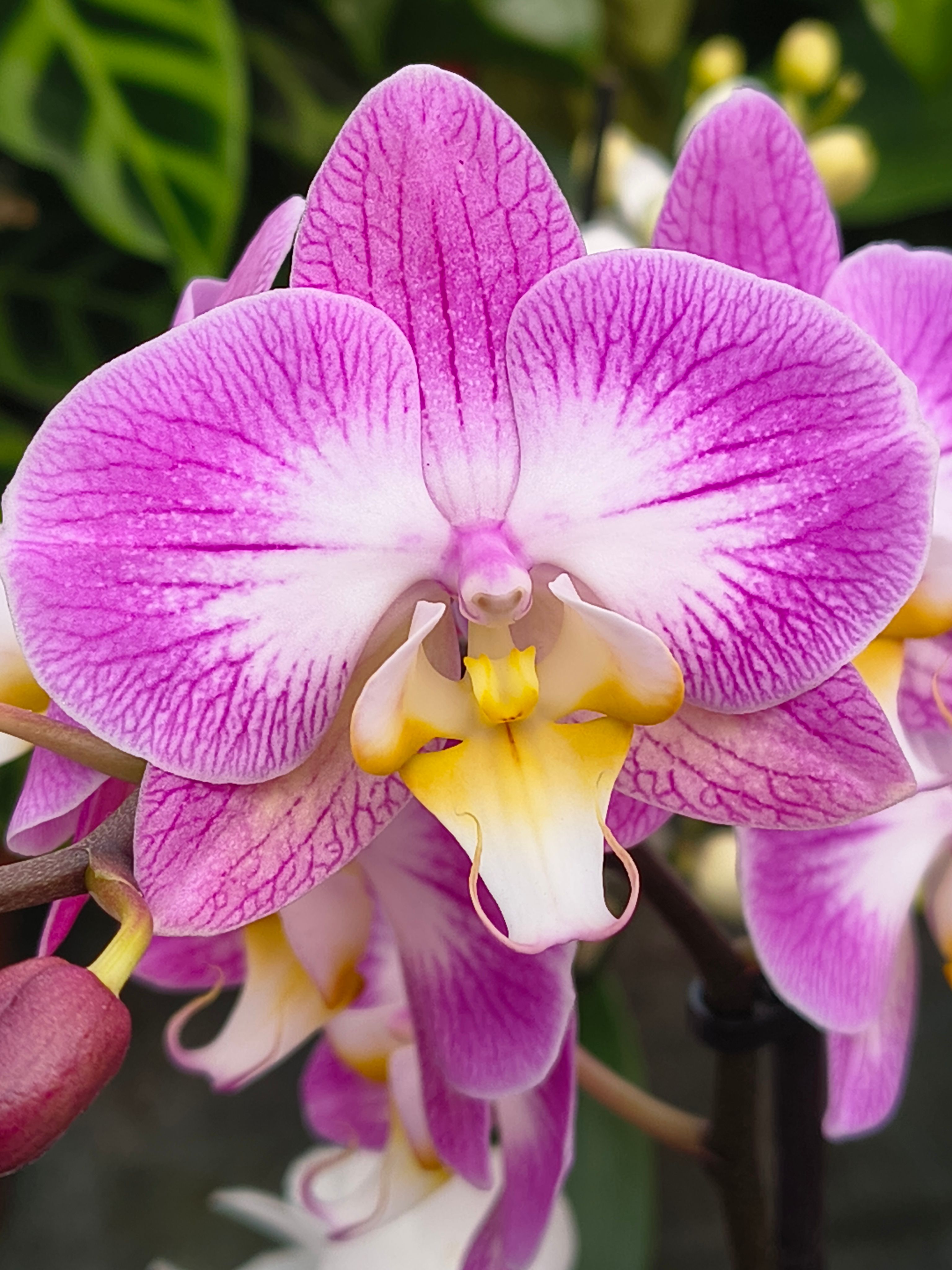 Detailed close-up of a vibrant pink and white Phalaenopsis orchid in full bloom, showcasing intricate petals.