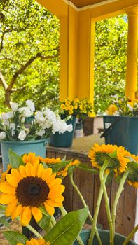 A vivid display of sunflowers and white blooms in metal buckets outdoors, creating a cheerful, summery garden atmosphere.