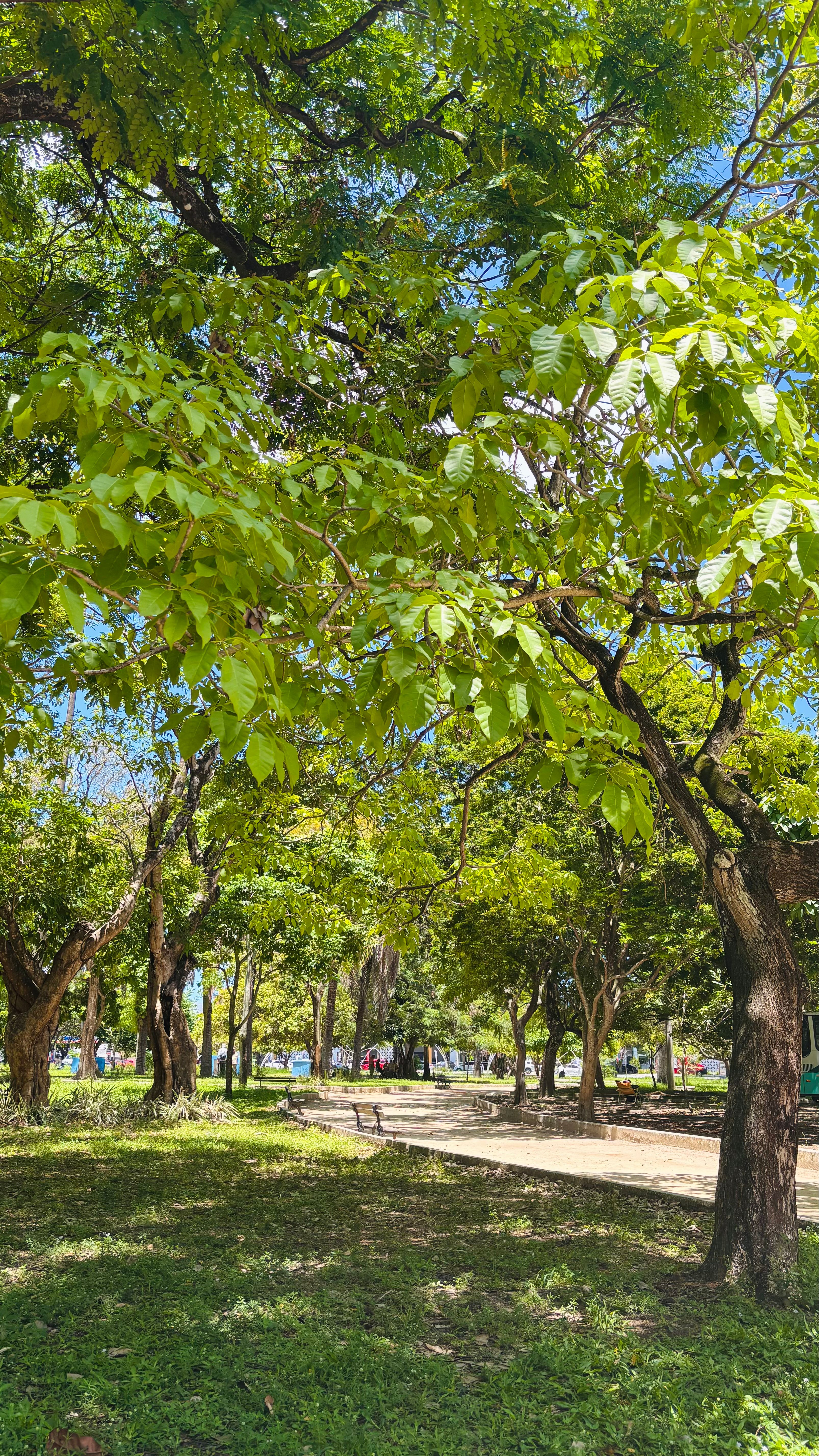 Serene Green Park with Lush Trees and Pathway · Free Stock Photo