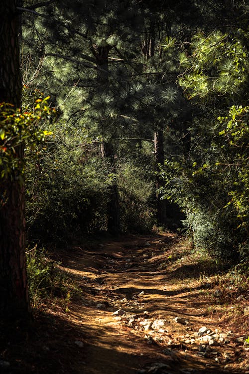 Green Trees on Brown Soil