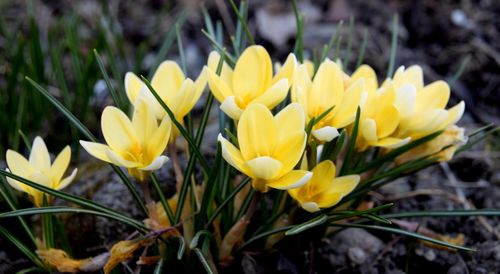 Free Close-up of yellow crocus flowers blooming in a garden during spring, showcasing nature's beauty. Stock Photo
