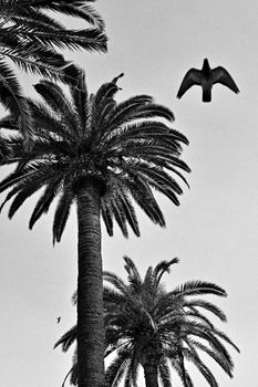 Monochrome image of tall palm trees and bird silhouette against the sky.