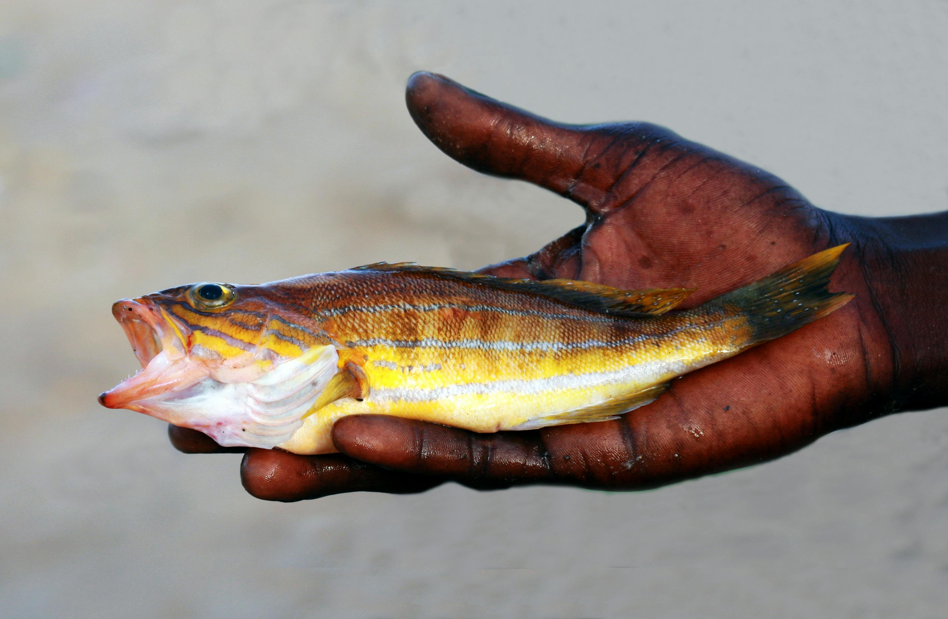 Artisanal Fishing in Senegal Emerges as Major Threat to Sharks and Rays, Study Finds