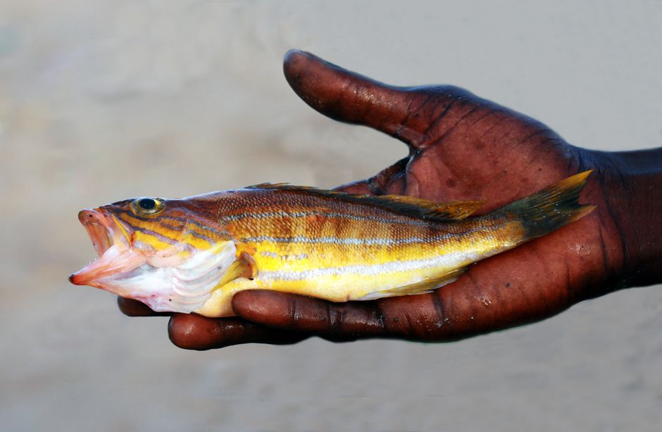 Artisanal Fishing in Senegal Emerges as Major Threat to Sharks and Rays, Study Finds