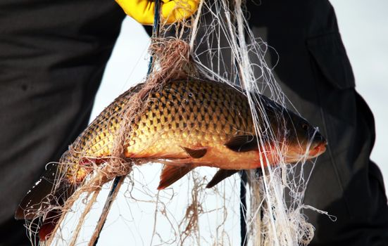 A close-up image of a carp fish entangled in a fishing net, showcasing detailed scales and texture.