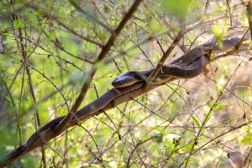 Free Close-up of a snake resting on a branch surrounded by lush greenery. Calm and serene nature scene. Stock Photo