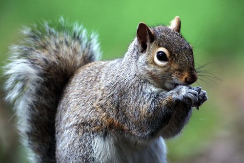 Free Detailed close-up of a curious gray squirrel outdoors, perfect for nature and wildlife themes. Stock Photo
