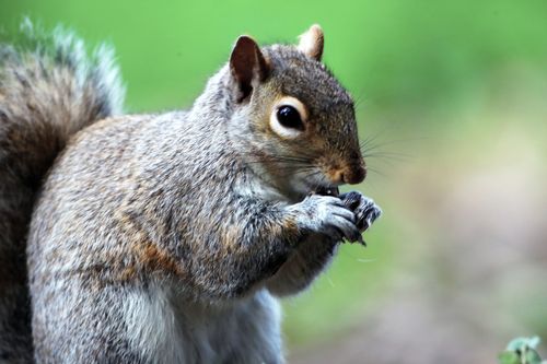Free Detailed close-up of a grey squirrel foraging outdoors, showcasing nature's beauty. Stock Photo