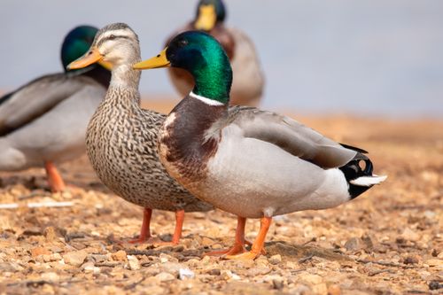 Free A detailed close-up of Mallard ducks standing on a pebble shoreline during daylight. Stock Photo