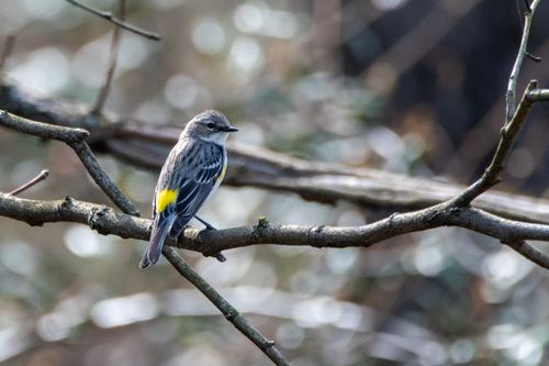 Free A yellow-rumped warbler perches on a branch in a natural woodland setting, captured during daylight. Stock Photo