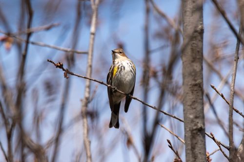 Free Yellow-rumped Warbler perched on a bare branch against a clear sky background in early spring. Stock Photo