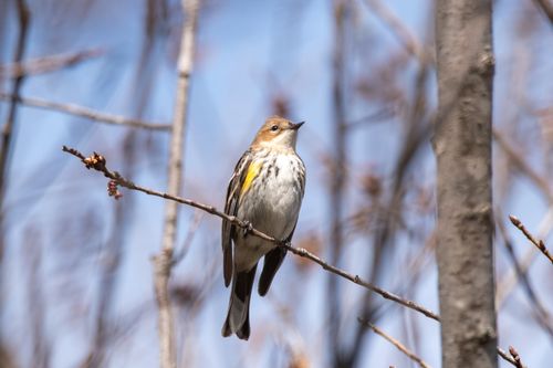 Free A Yellow-Rumped Warbler perched on a branch against a clear blue sky during spring. Stock Photo
