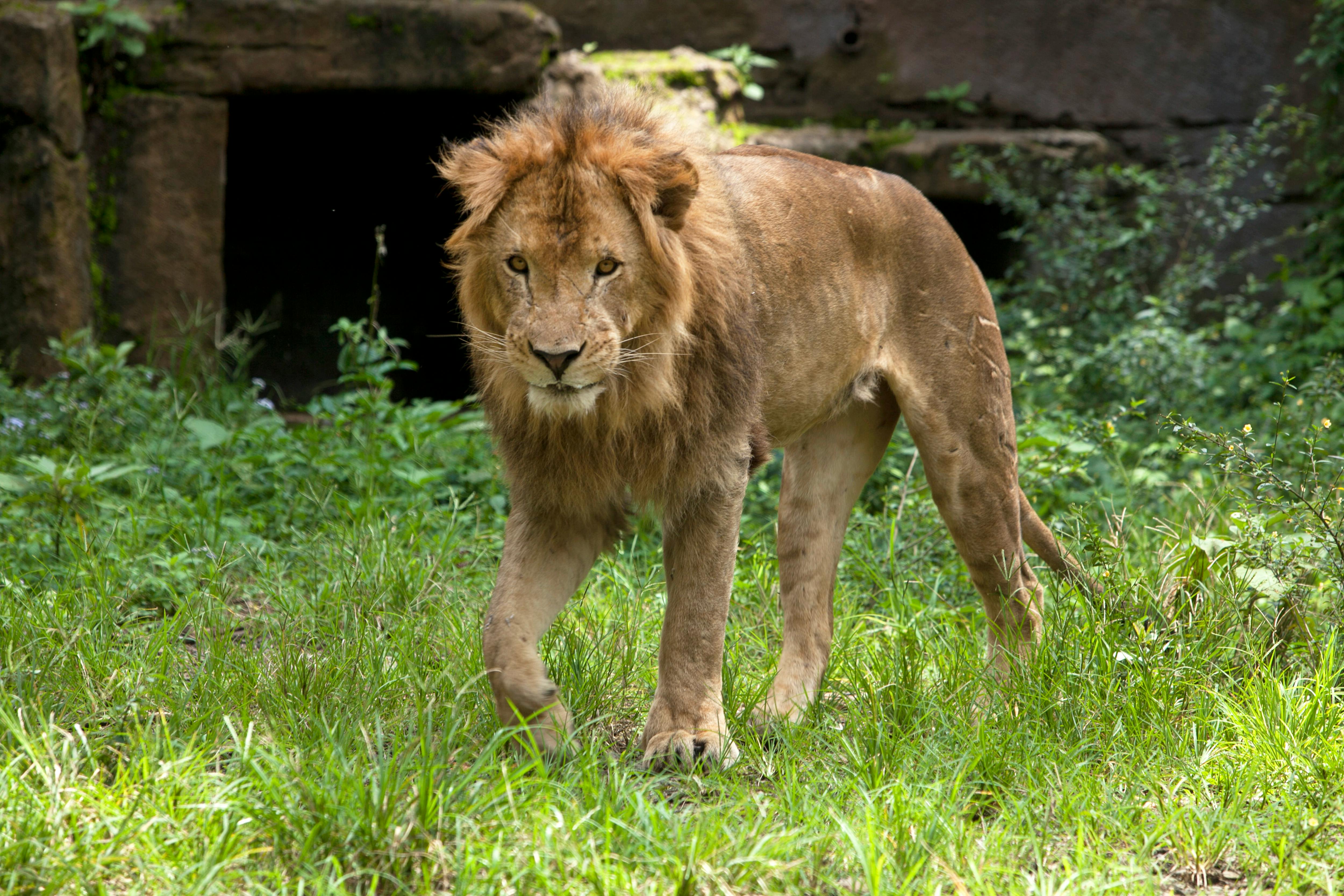 The African Lion Roars In Real Time: Exercise African Lion 2026, Morocco’s Strategic Centrality, And The Geopolitics Of A Fra