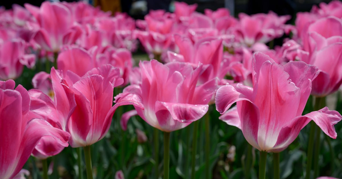 The Must-See Flower Shows in 2026