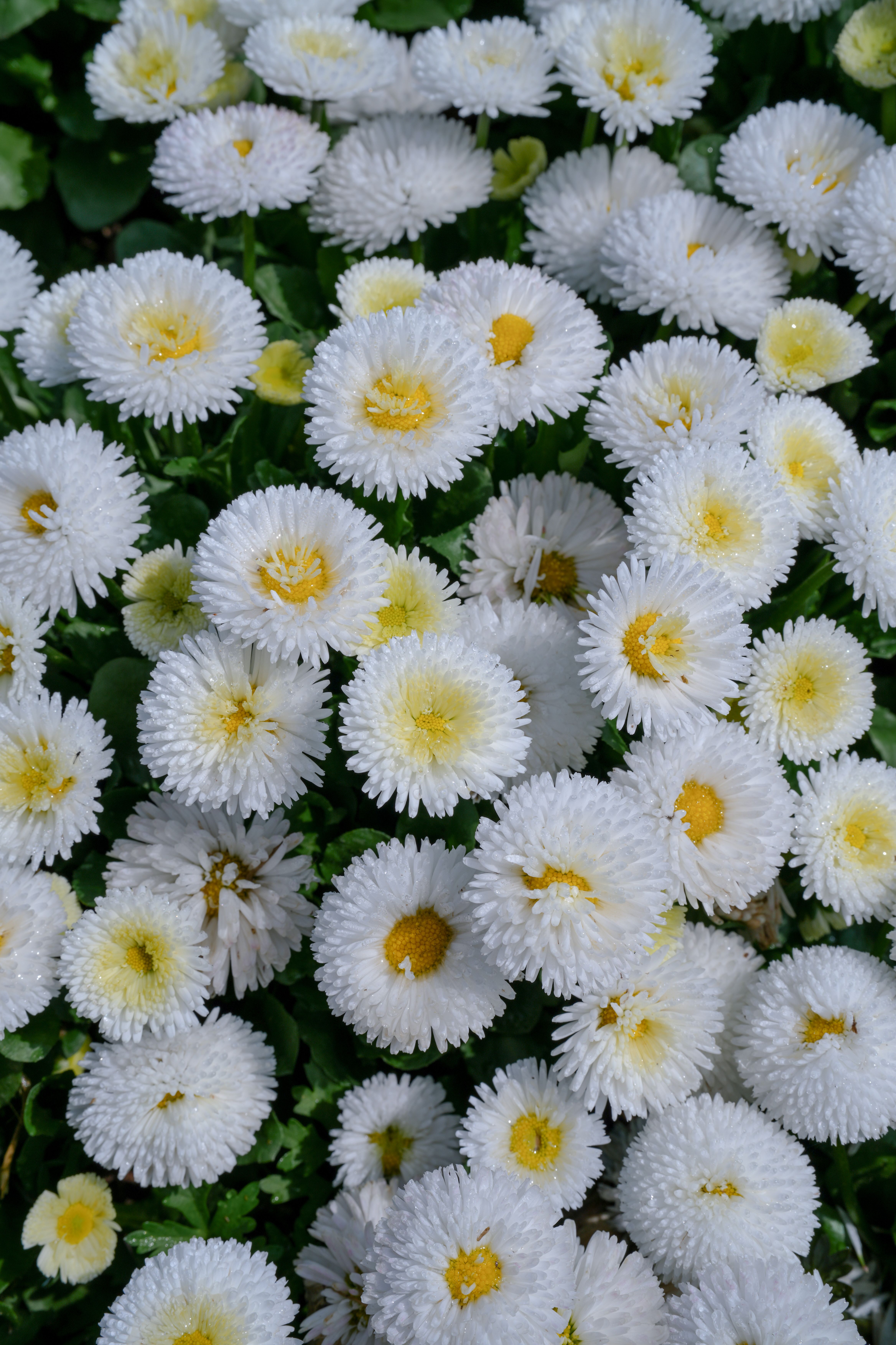 Bright Pink and White English Daisies in Bloom · Free Stock Photo