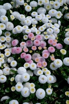 A vibrant display of white and pink Bellis perennis flowers in full bloom, showcasing nature's beauty.