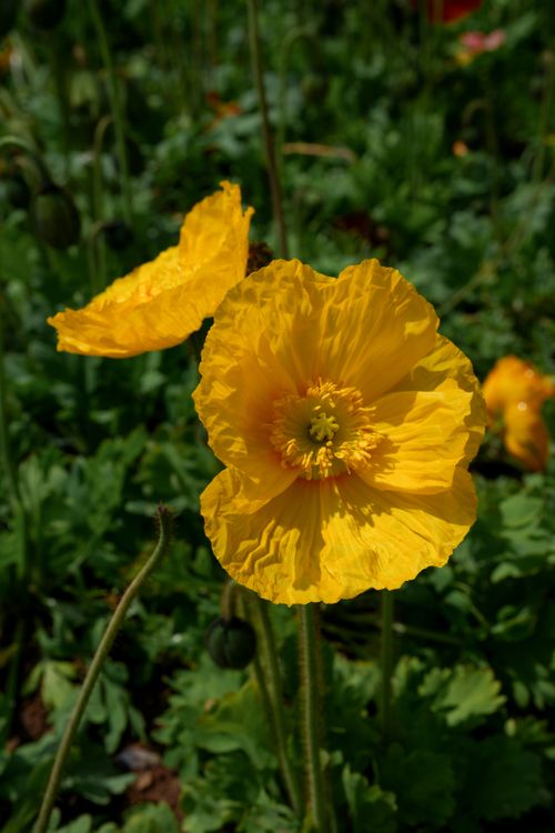 Free Close-up of a bright yellow Iceland Poppy (Papaver nudicaule) amidst lush greenery. Stock Photo