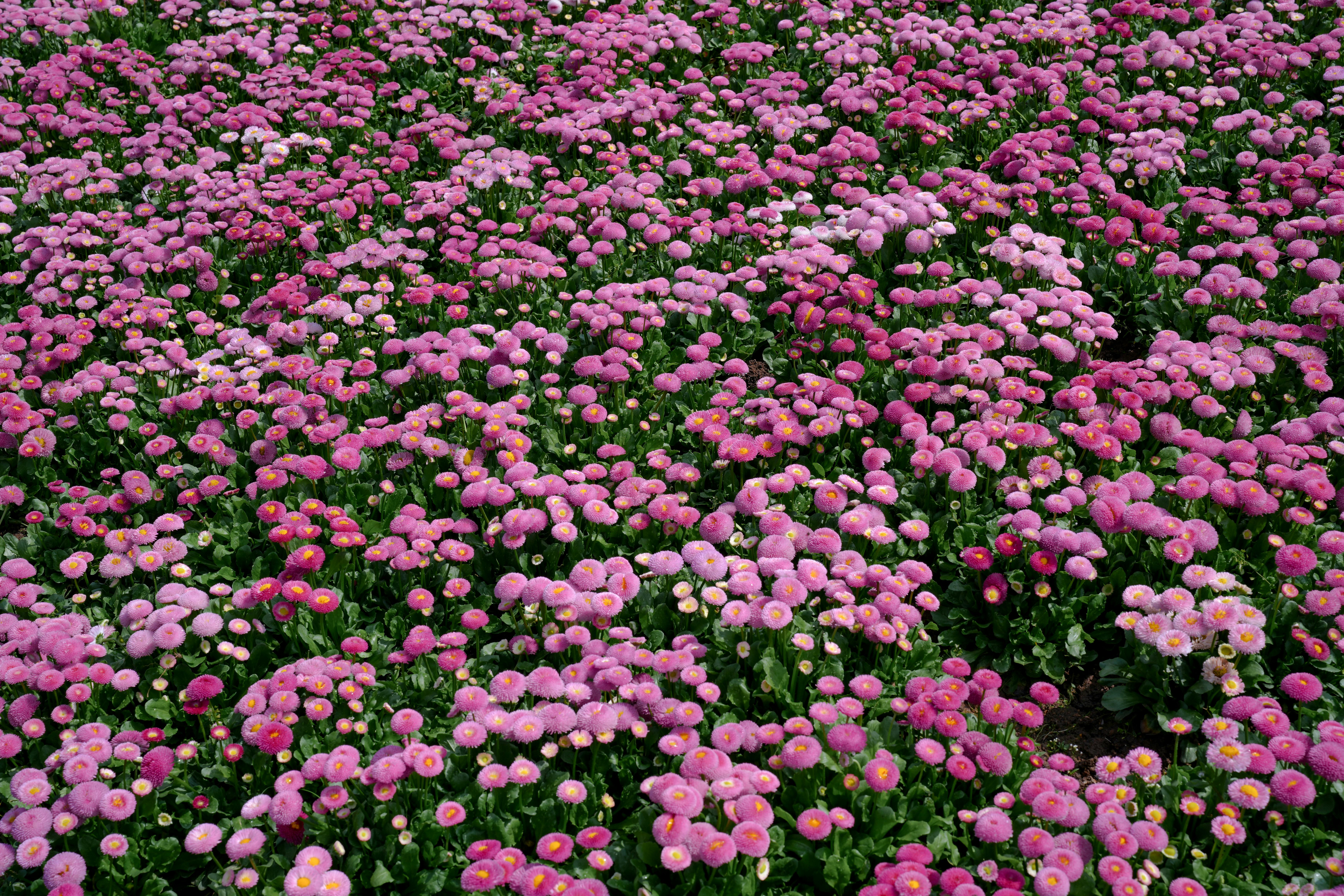 [ColoSach]-a-mesmerizing-field-of-pink-flowers-in-full-bloom-showcases-the-beauty-of-spring.