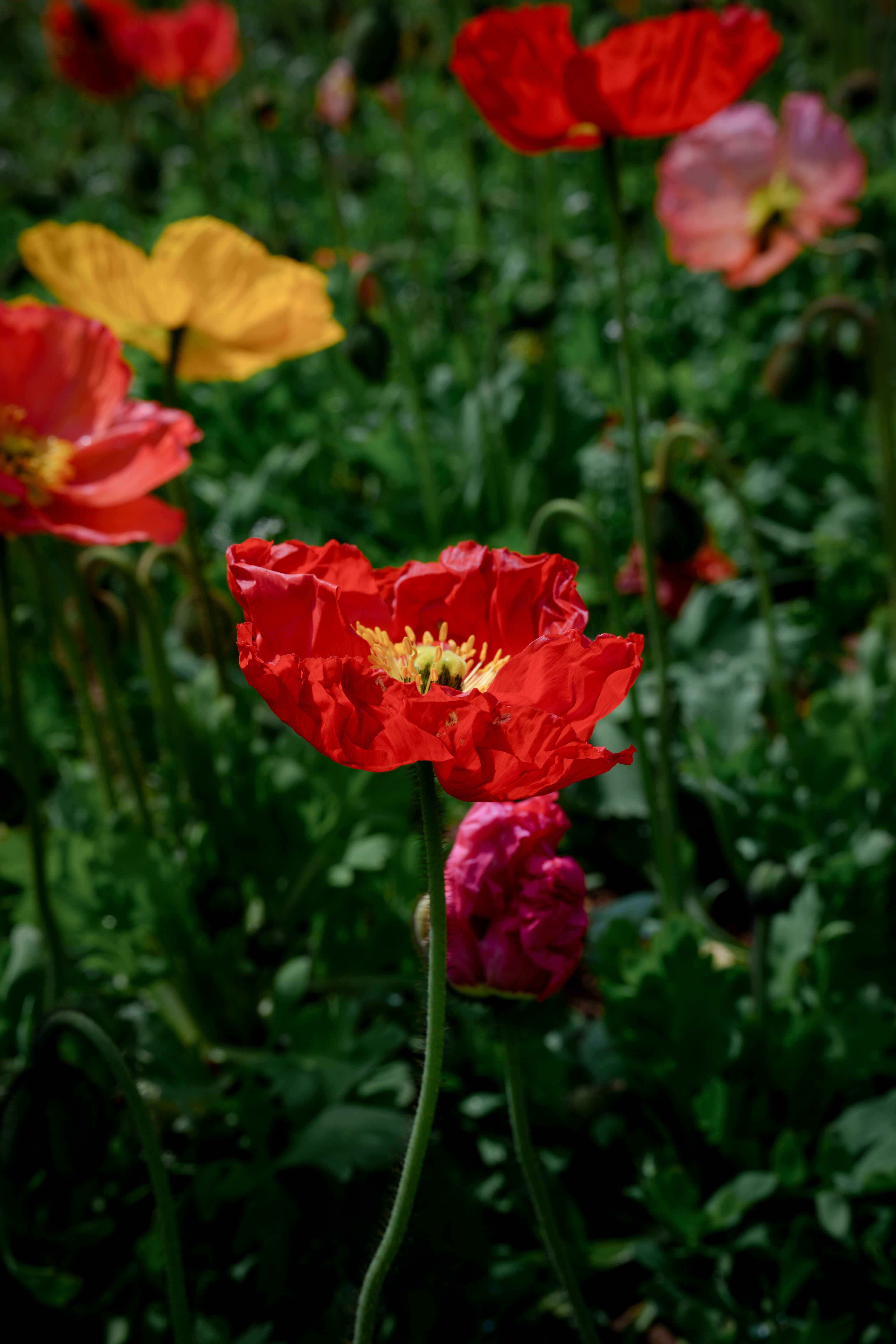 [ColoSach]-beautiful-red-poppies-bloom-vibrantly-in-a-lush-green-field,-capturing-the-essence-of-spring.