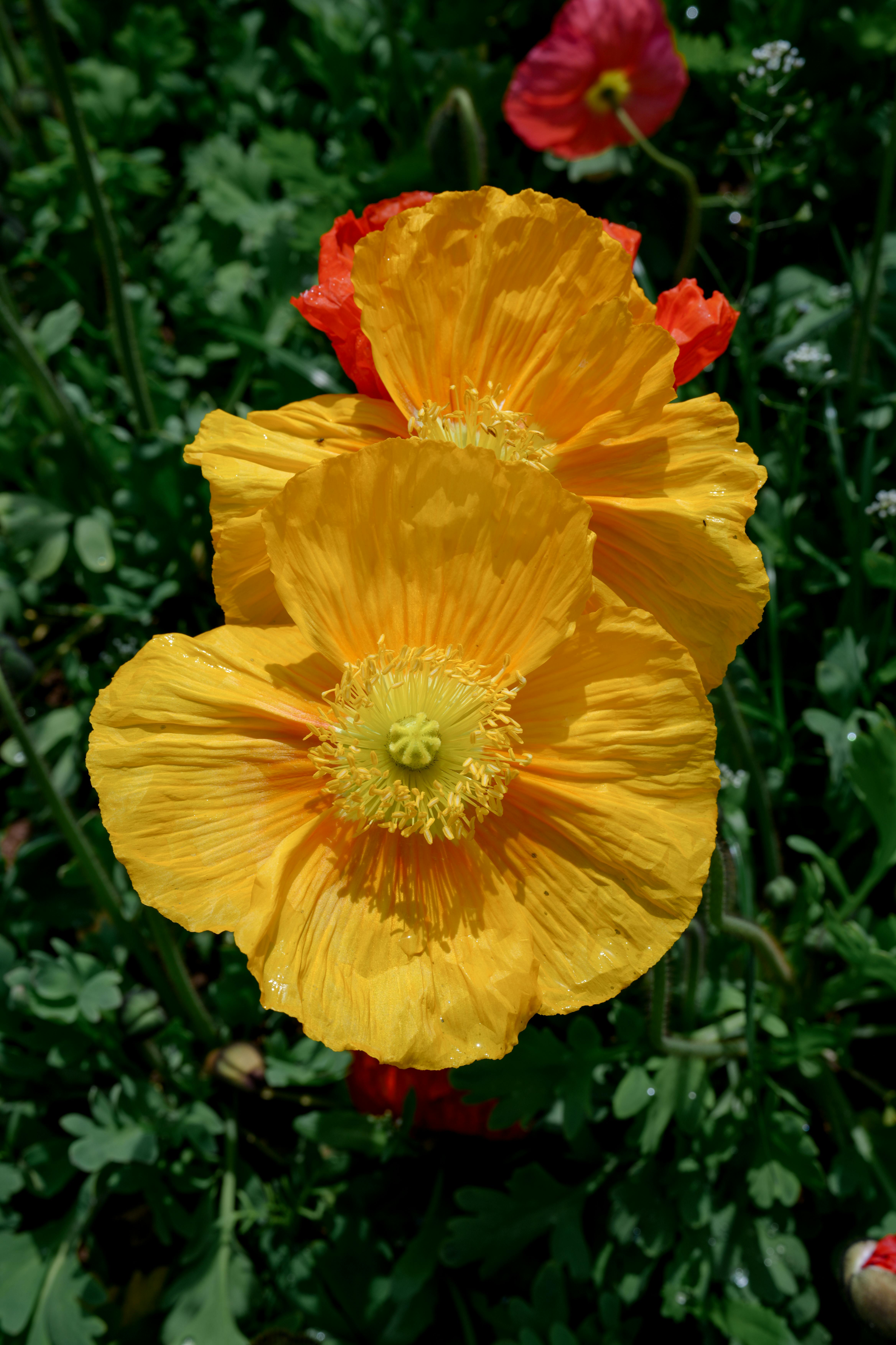 [ColoSach]-yellow-poppy-flowers-in-full-bloom,-showcasing-their-vivid-colors-under-natural-daylight.