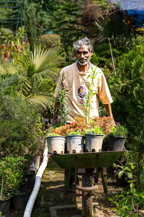 Free Senior man gardening outdoors with potted plants in a wheelbarrow, surrounded by lush greenery. Stock Photo