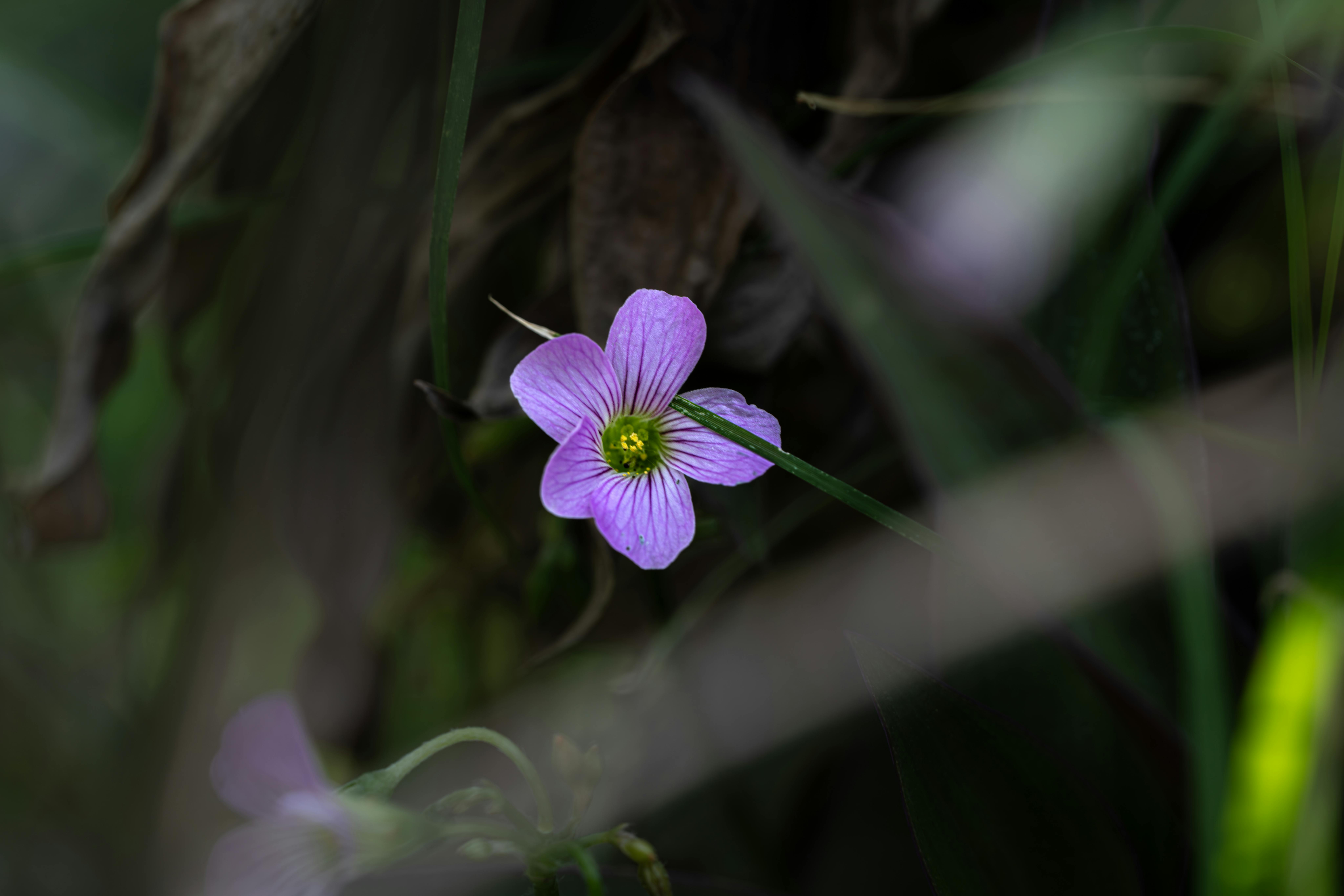Les meilleures fleurs CBD pur pour améliorer votre bien-être