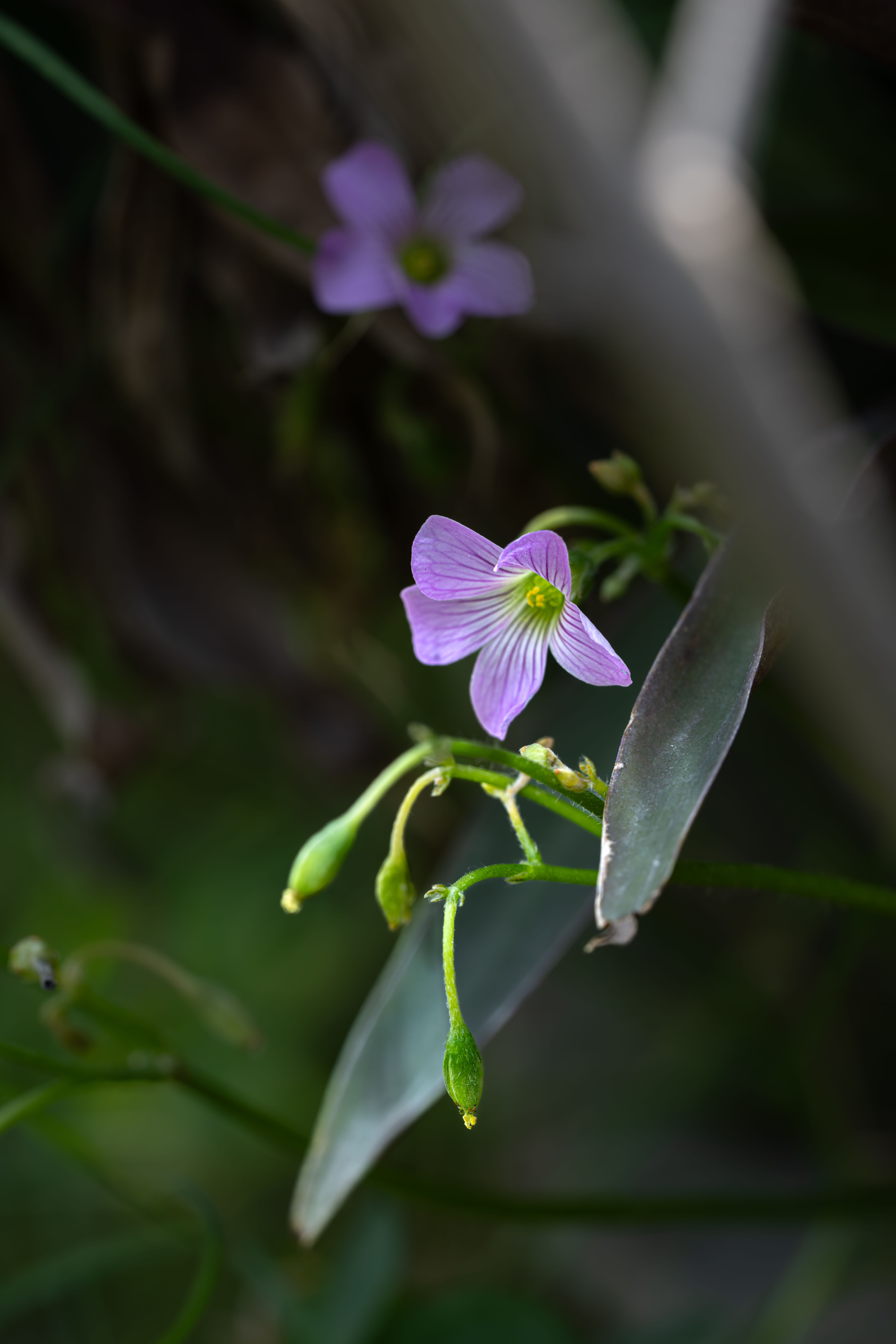 A delicate pink flower captured in soft light, showcasing natural beauty.