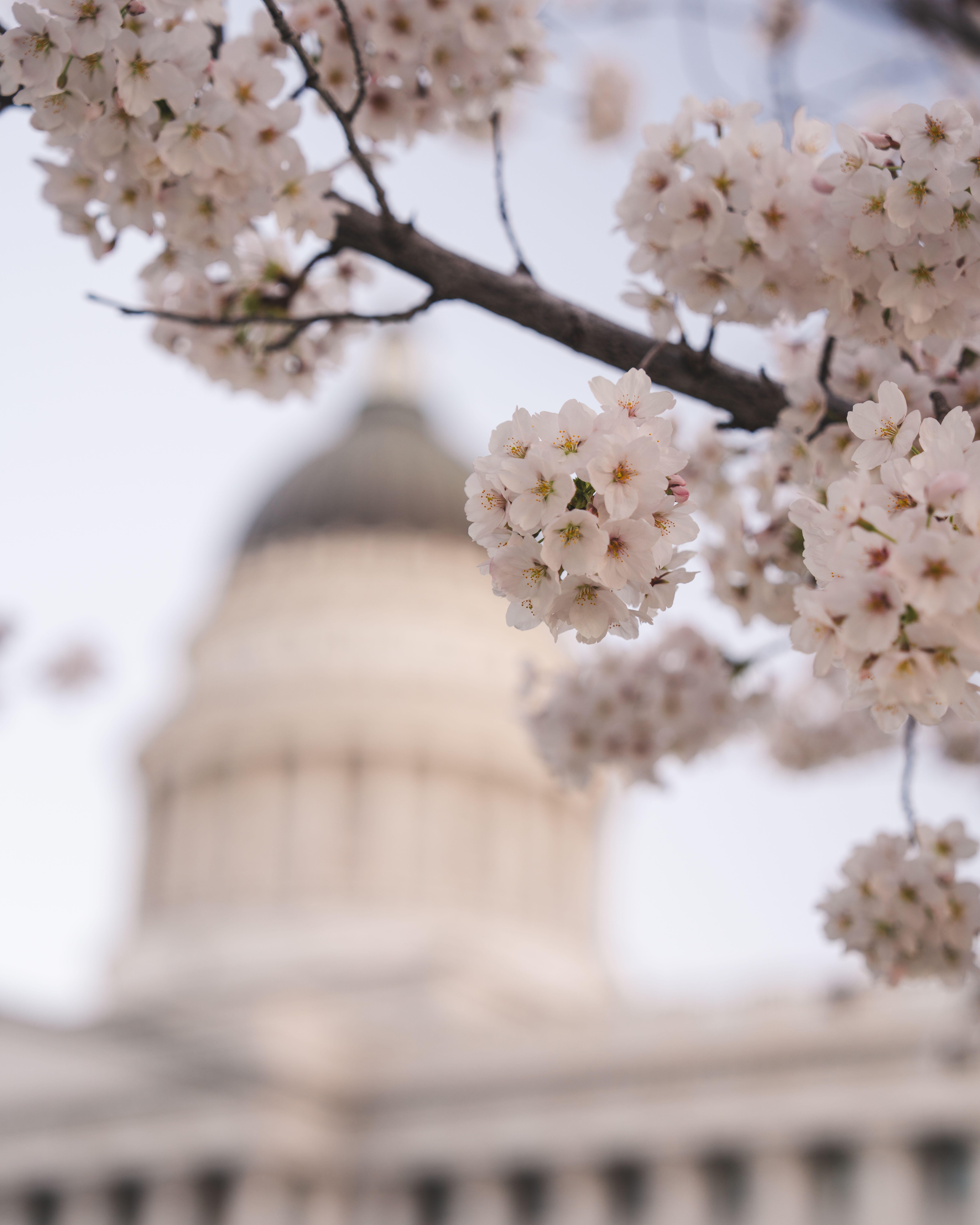 Cherry Blossoms at Utah State Capitol · Free Stock Photo